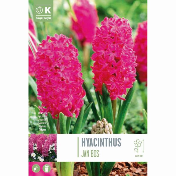 Hyacinth Jan Bos - 4 bulbs